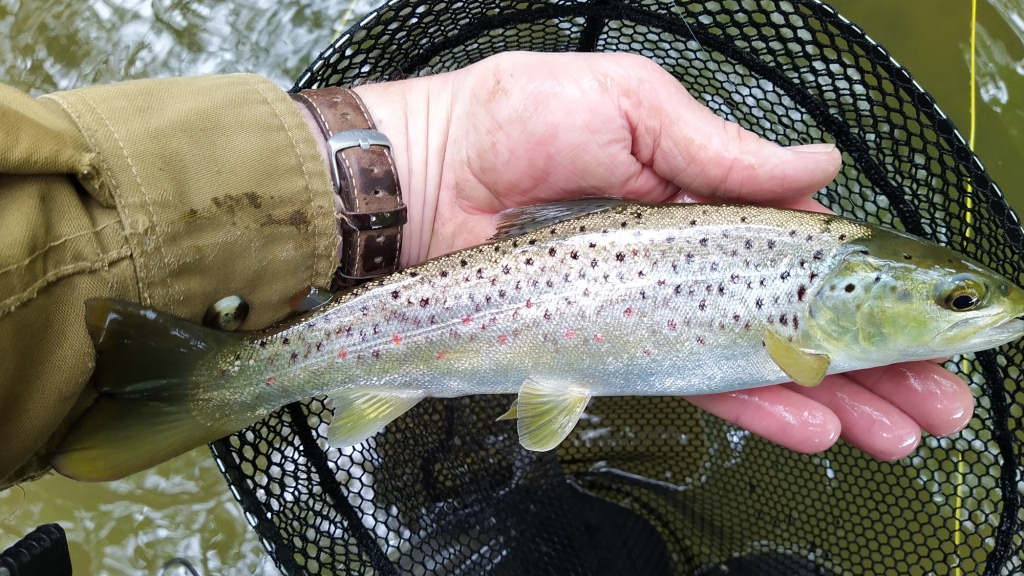 Photo of the Willow Beck trout